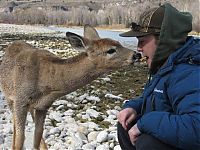 Fauna & Flora: young deer