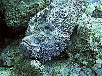 TopRq.com search results: Synanceia, Stone Fish