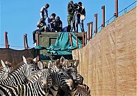 TopRq.com search results: zebras transportation