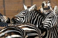 Fauna & Flora: zebras transportation