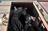 Fauna & Flora: zebras transportation