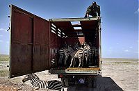 Fauna & Flora: zebras transportation