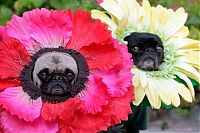 Fauna & Flora: funny dog