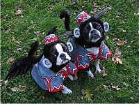 Fauna & Flora: funny dog