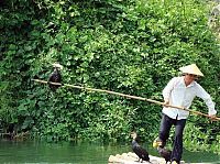 Fauna & Flora: fisherman fishing with birds