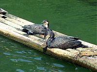 Fauna & Flora: fisherman fishing with birds