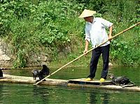 Fauna & Flora: fisherman fishing with birds