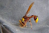 Fauna & Flora: wasp building a house
