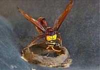 Fauna & Flora: wasp building a house