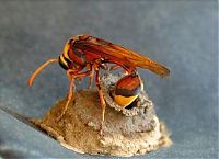 Fauna & Flora: wasp building a house