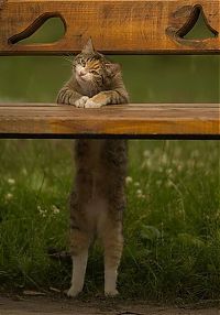 Fauna & Flora: cute cat
