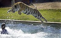 Fauna & Flora: tiger in the pool