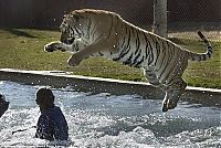 Fauna & Flora: tiger in the pool