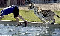 Fauna & Flora: tiger in the pool