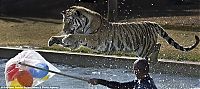 Fauna & Flora: tiger in the pool
