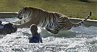 Fauna & Flora: tiger in the pool