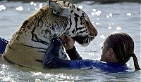 Fauna & Flora: tiger in the pool