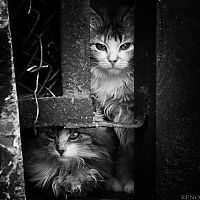 Fauna & Flora: animal photography