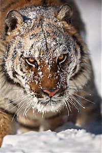 Fauna & Flora: animal photography