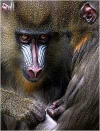 Fauna & Flora: animal photography