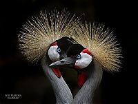 Fauna & Flora: animal photography