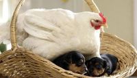 Fauna & Flora: chicken warming small dogs
