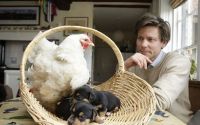 Fauna & Flora: chicken warming small dogs