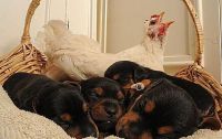 TopRq.com search results: chicken warming small dogs