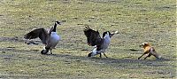 Fauna & Flora: wild geese fight agains fox