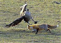 TopRq.com search results: wild geese fight agains fox