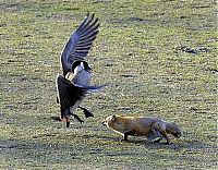 Fauna & Flora: wild geese fight agains fox