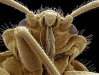 Fauna & Flora: insect under the microscope