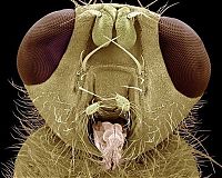 Fauna & Flora: insect under the microscope