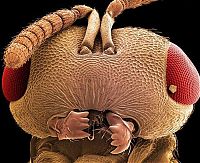 Fauna & Flora: insect under the microscope