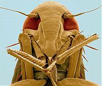 Fauna & Flora: insect under the microscope