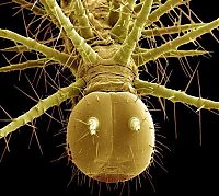 insect under the microscope