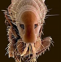 insect under the microscope