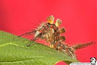 Fauna & Flora: caterpillar