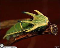 Fauna & Flora: caterpillar