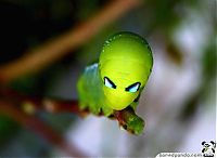 Fauna & Flora: caterpillar