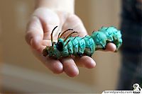 TopRq.com search results: caterpillar
