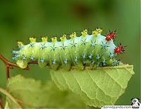 Fauna & Flora: caterpillar