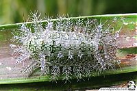 Fauna & Flora: caterpillar