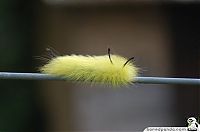 Fauna & Flora: caterpillar