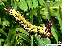 Fauna & Flora: caterpillar