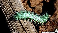 Fauna & Flora: caterpillar