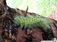 Fauna & Flora: caterpillar