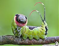 Fauna & Flora: caterpillar