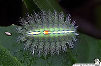 Fauna & Flora: caterpillar