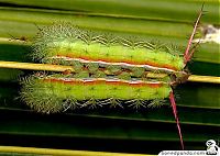 Fauna & Flora: caterpillar